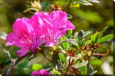 Пурпурные цветы рододендрона крупным планом