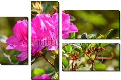 Пурпурные цветы рододендрона крупным планом