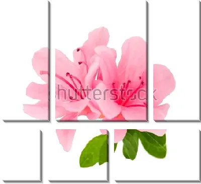 Модульная картина Иллюстрация с розовыми цветами рододендрона на белом фоне