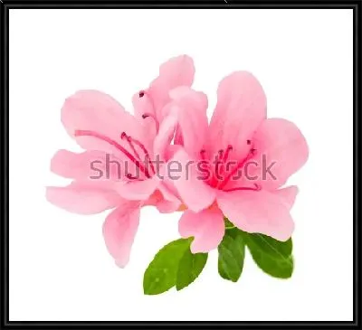 Иллюстрация с розовыми цветами рододендрона на белом фоне