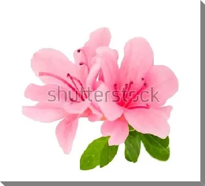 Иллюстрация с розовыми цветами рододендрона на белом фоне
