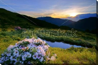 Куст белого рододендрона на фоне прекрасного горного пейзажа в лучах заката