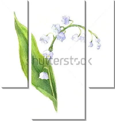 Акварельный рисунок ландыша