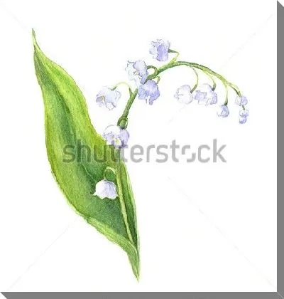 Акварельный рисунок ландыша