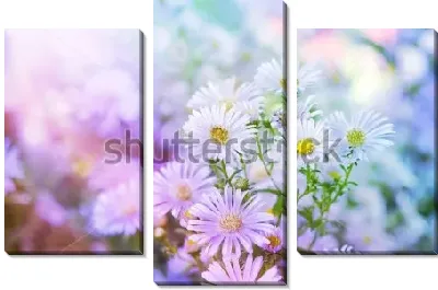Модульная картина Нежные белые астры в красивом утреннем освещении