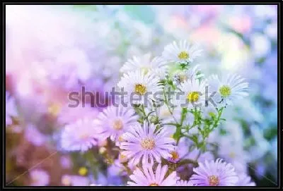 Картина Нежные белые астры в красивом утреннем освещении