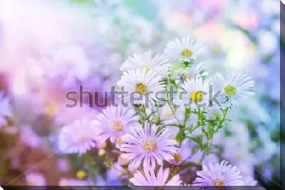 Нежные белые астры в красивом утреннем освещении