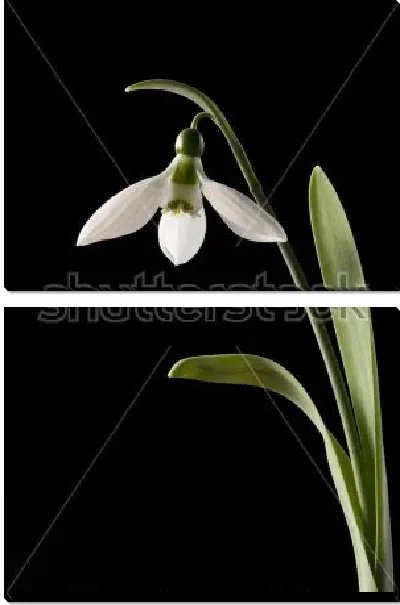 Модульная картина Нежный подснежник на чёрном фоне