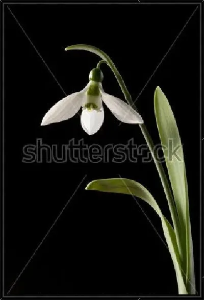 Картина Нежный подснежник на чёрном фоне