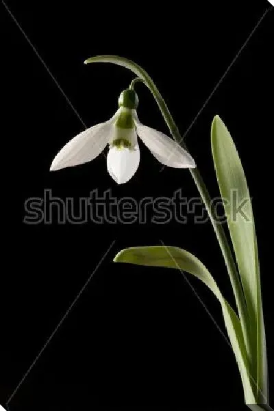 Постер Нежный подснежник на чёрном фоне