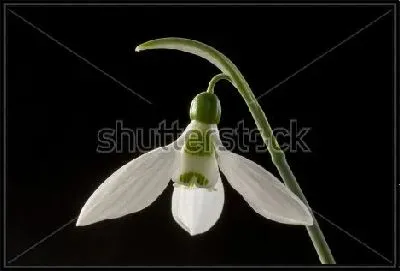 Картина Нежный цветок подснежника крупным планом на чёрном фоне