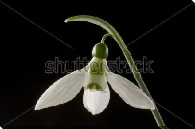 Нежный цветок подснежника крупным планом на чёрном фоне