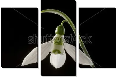 Нежный цветок подснежника крупным планом на чёрном фоне