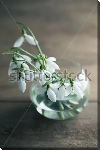 Постер Букетик нежных подснежников в стакане