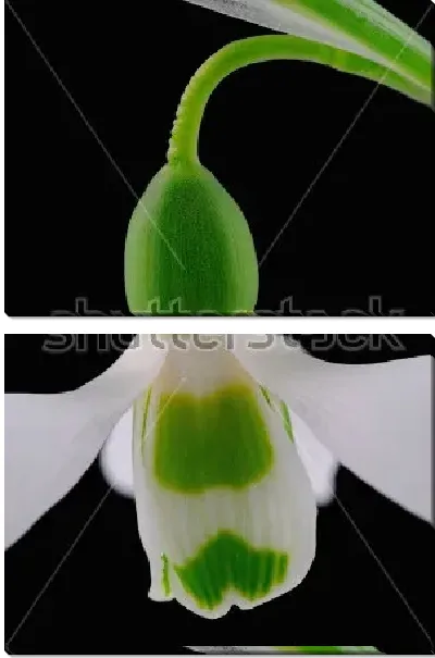 Модульная картина Белый цветок подснежника на чёрном фоне