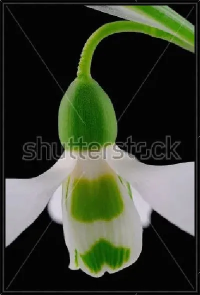 Картина Белый цветок подснежника на чёрном фоне