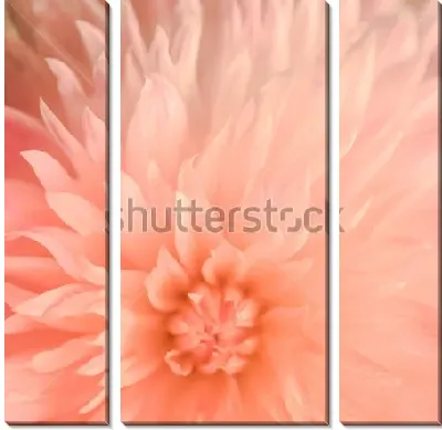 Модульная картина Нежно-розовые лепестки георгина в красивом размытом фокусе