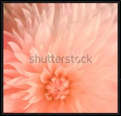 Картина Нежно-розовые лепестки георгина в красивом размытом фокусе