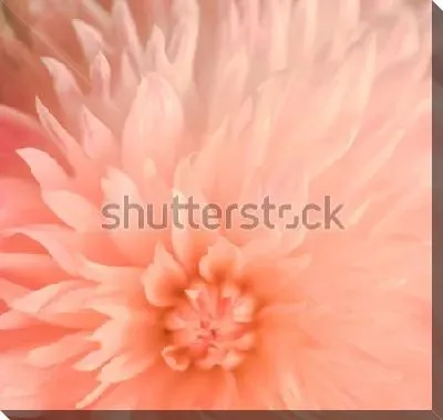 Постер Нежно-розовые лепестки георгина в красивом размытом фокусе