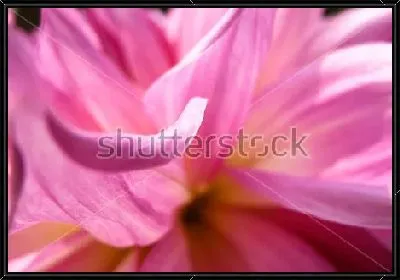 Картина Нежные розовые лепестки георгина крупным планом