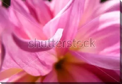 Нежные розовые лепестки георгина крупным планом