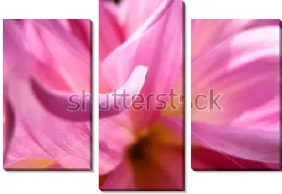 Нежные розовые лепестки георгина крупным планом