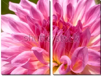 Модульная картина Красивый розовый георгин крупным планом