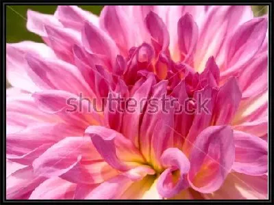 Картина Красивый розовый георгин крупным планом