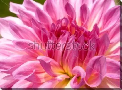 Постер Красивый розовый георгин крупным планом