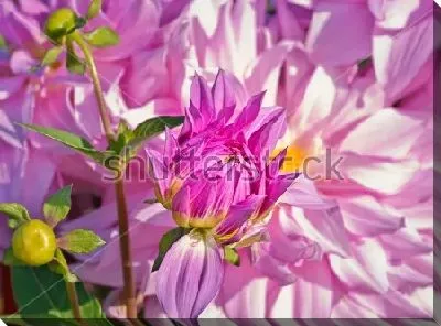 Постер Нежные сиреневые лепестки георгина