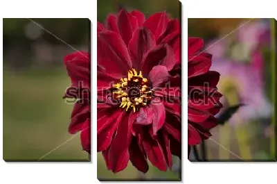 Модульная картина Бордовый георгин крупным планом