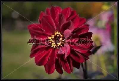 Картина Бордовый георгин крупным планом