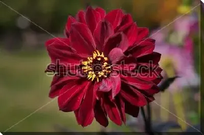 Постер Бордовый георгин крупным планом