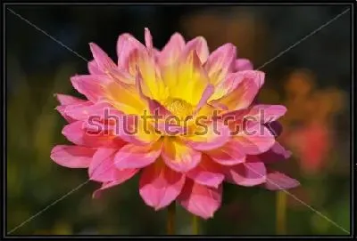 Картина Розово-жёлтый цветок георгина крупным планом