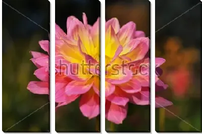 Розово-жёлтый цветок георгина крупным планом