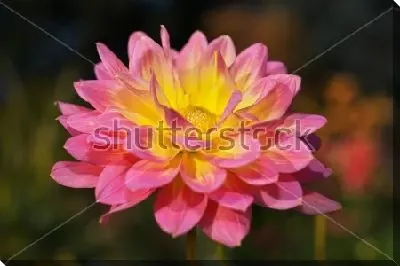 Постер Розово-жёлтый цветок георгина крупным планом