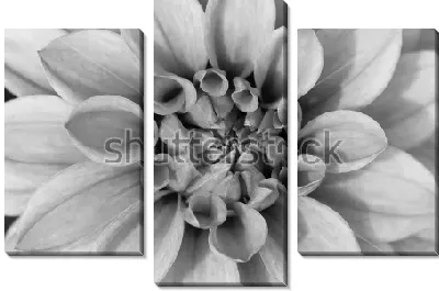 Модульная картина Макросъёмка лепестков георгина №2