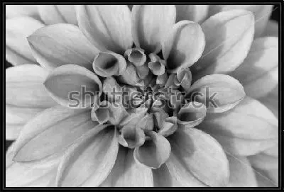 Картина Макросъёмка лепестков георгина №2