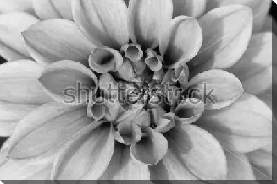 Постер Макросъёмка лепестков георгина №2