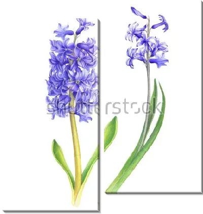 Модульная картина Акварельный рисунок фиолетового гиацинта
