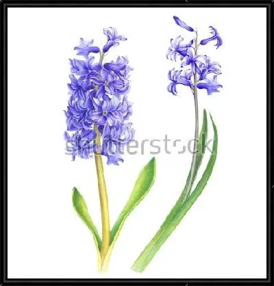 Картина Акварельный рисунок фиолетового гиацинта