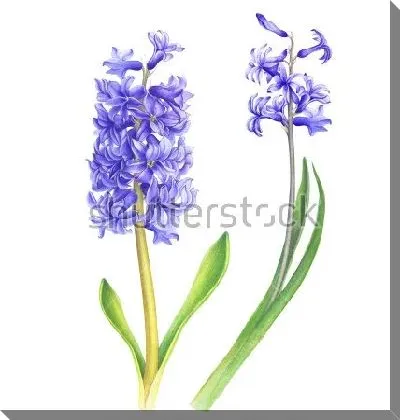 Картина маслом Акварельный рисунок фиолетового гиацинта