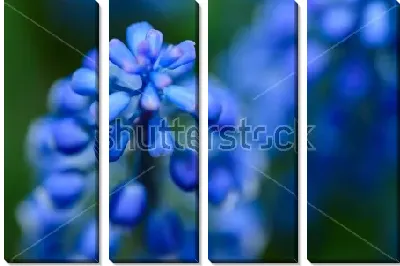 Модульная картина Макросъёмка цветов голубого гиацинта