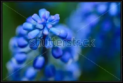 Картина Макросъёмка цветов голубого гиацинта