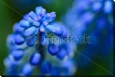 Макросъёмка цветов голубого гиацинта