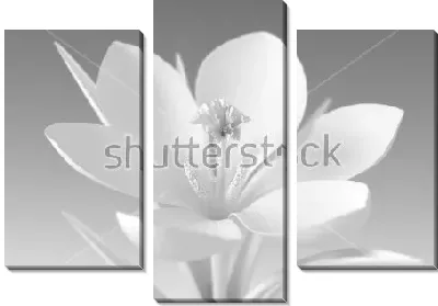 Модульная картина Объёмная монохромная иллюстрация красивого белого крокуса