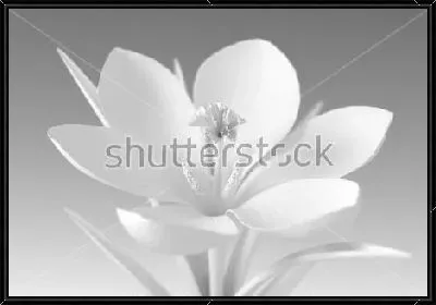 Картина Объёмная монохромная иллюстрация красивого белого крокуса