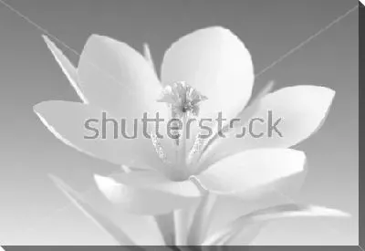 Постер Объёмная монохромная иллюстрация красивого белого крокуса