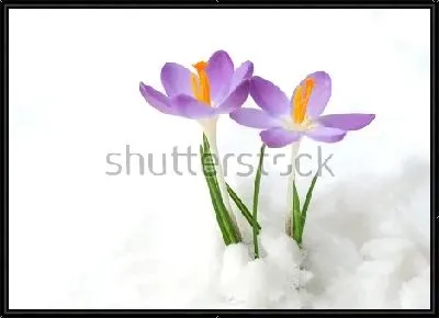 Картина Фиолетовые крокусы в снегу крупным планом