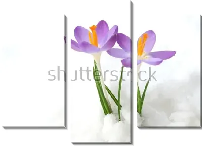 Фиолетовые крокусы в снегу крупным планом